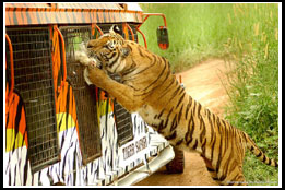 Subic activities - Tigers